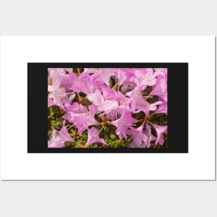 Pink Lilac Rhododendron Flowers Posters and Art